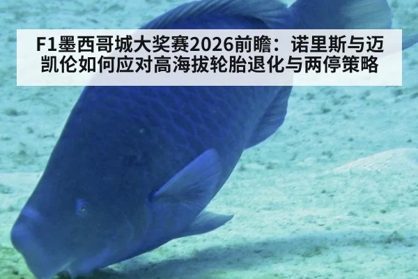 F1墨西哥城大奖赛2026前瞻:诺里斯与迈凯伦如何应对高海拔轮胎退化与两停策略